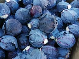 Sprzedam kapustę białą i czerwoną – hurtowo