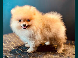 Sprzedam szczeniaka szpica pomorskiego