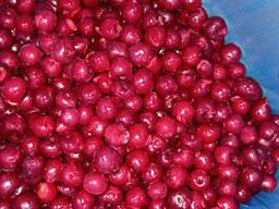 Sprzedam wiśnie mrożone bez pestek - zbiór 2025, eksport / hurt