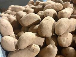 Sprzedam ziemniaki jadalne