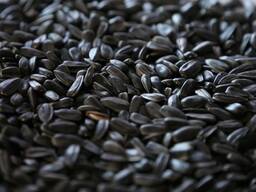 Sunflower seeds III class (oil content 48%)