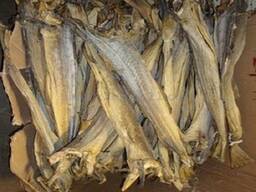 Suszony Stockfish, Głowy Stockfish i Sum