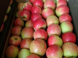 Свежие польские яблоки 2019