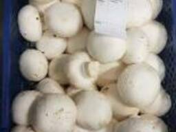 Свежие шампиньоны высокого качества из Польши!