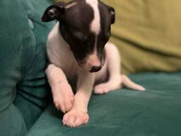 Szczeniak charta włoskiego dostępny!