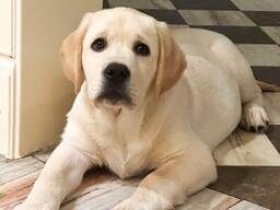 Szczeniak labrador retriever