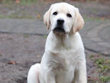 Szczeniak labrador retriever - zdjęcie 2