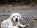 Szczeniak labrador retriever - zdjęcie 3