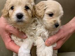 Szczeniak rasy maltipoo dostępny!