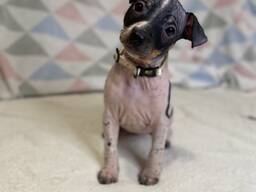 Szczeniaki American Hairless Terrier