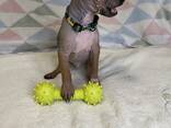 Szczeniaki American Hairless Terrier - zdjęcie 2