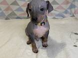 Szczeniaki American Hairless Terrier - zdjęcie 3