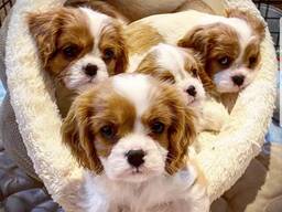 Szczenię Cavalier King Charles