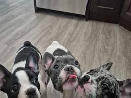 Szczenięta buldoga francuskiego – małe osobowości, wielka miłość!