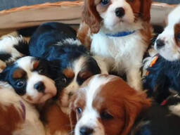Szczenięta Cavalier King Charles Spaniela. .
