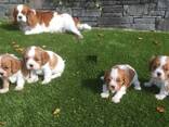 Szczenięta Cavalier King Charles Spaniela. . - zdjęcie 1