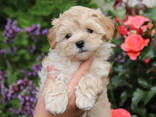 Szczenięta Maltipoo - zdjęcie 1