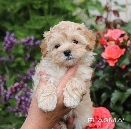 Szczenięta Maltipoo