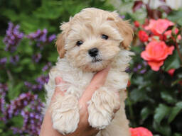 Szczenięta Maltipoo