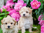 Szczenięta Maltipoo - zdjęcie 3