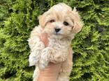Szczenięta Maltipoo - zdjęcie 5