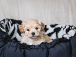 Szczenięta Maltipoo - zdjęcie 9
