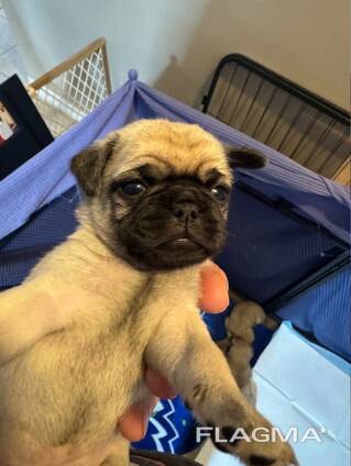 Szczenięta mopsów – stworzone do miłości, śmiechu i leniwych popołudni