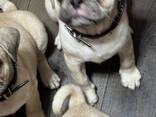 Szczenięta mopsów – stworzone do miłości, śmiechu i leniwych popołudni - zdjęcie 6