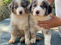 Szczenięta owczarka australijskiego dostępne od ręki.