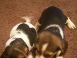 Szczęśliwe i zdrowe szczenięta Beagle na sprzedaż. - zdjęcie 1