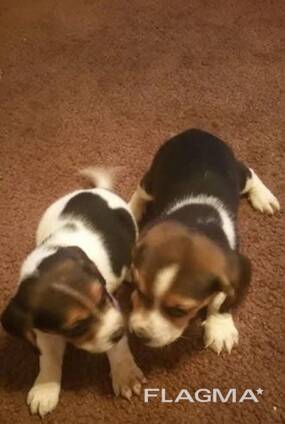 Szczęśliwe i zdrowe szczenięta Beagle na sprzedaż.