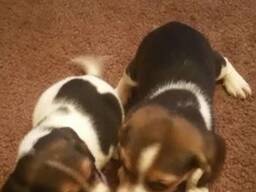 Szczęśliwe i zdrowe szczenięta Beagle na sprzedaż.