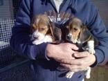Szczęśliwe i zdrowe szczenięta Beagle na sprzedaż. - zdjęcie 3