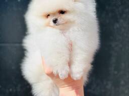 Szpic pomeranian