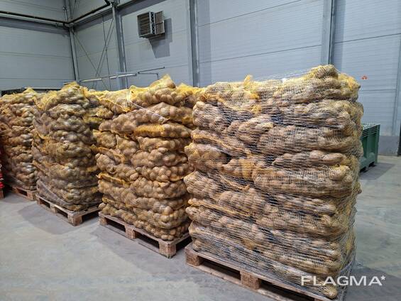 Картошка в мешках