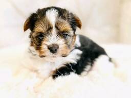 Teacup Yokies