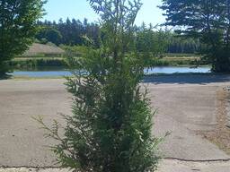 Thuja Brabant туя брабант