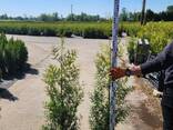 Thuja Brabant туя брабант - zdjęcie 1