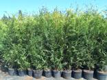 Thuja Brabant туя брабант - zdjęcie 2
