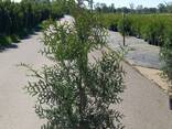 Thuja Brabant туя брабант - zdjęcie 3