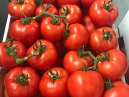 Томат круглый и на ветке Албания