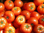 Томат польский "Адмиро" / Томат малиновый - фото 1