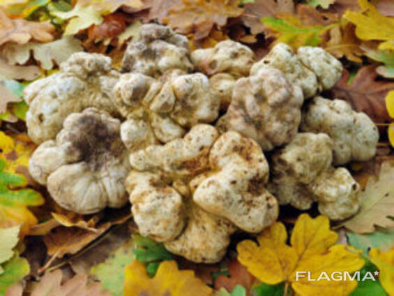 Трюфеля білий