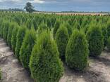 Туя смарагд - zdjęcie 5