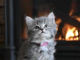 Urocze kocięta syberyjskie