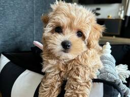 Urocze szczenięta rasy maltipoo dostępne