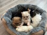 Urocze szczenięta rasy pomeranian czekają na swoje kochające domy! - zdjęcie 1
