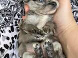 Urocze szczenięta rasy Shih Tzu dostępne! - zdjęcie 2
