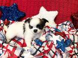 Urocze szczenięta rasy Shih Tzu dostępne! - zdjęcie 3