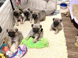 Uroczy szczeniak mopsa dostępny